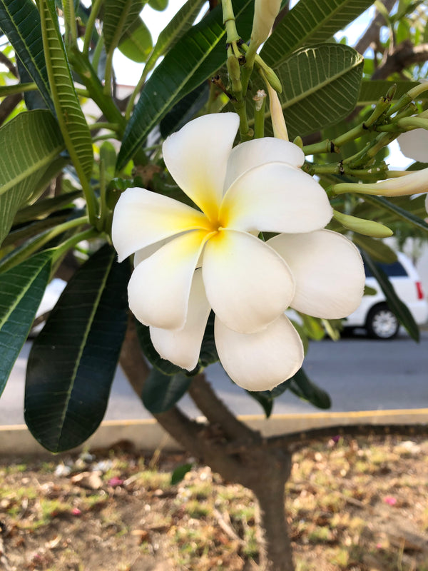 You've Got This - Butterfly Mini Card